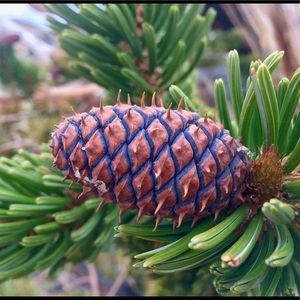 Meet your Posher, Ross